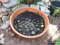 Nurserie de cactus