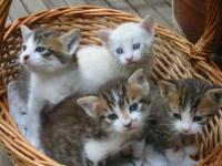 Les chatons