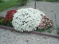 Automne au jardin