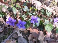 Palombière : violettes