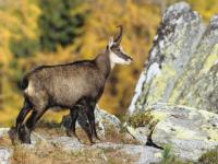 Faune sauvage