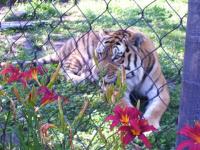Gramby zoo