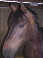 Mon poney
