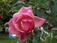 Insecte sur la rose