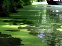 La venise verte