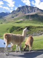Lamas à la Mongie