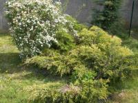 Botanique