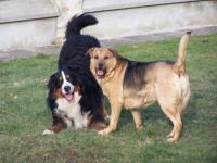 Jeu de Chien
