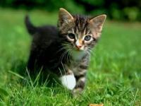 Petit chat des champs