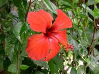 Hibiscus rouge