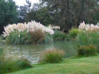 Fleurs de Pampa