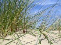 Plageverte