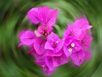 Fleurs8