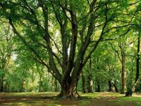 L'arbre de la forêt