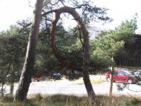 Arbre en rond