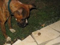 Oh ! l'escargot !!!