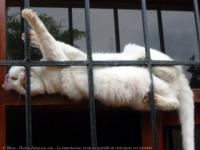 Chat dans la cloture