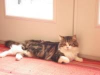 Vanille mon  chat