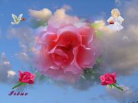 Ange et rose