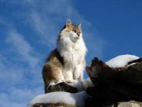 Chat sur cabane en hiver