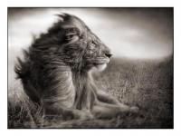 Lion dans le vent