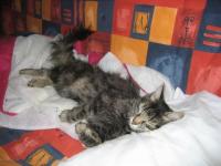 Chat stresse