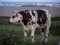 Vache photo vacances