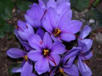 Crocus sativus