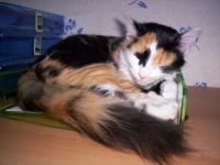 Caline en puzzle