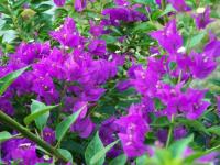 Bougainvillée