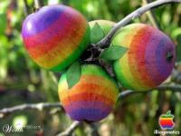 Originales manzanas
