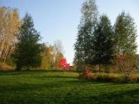 Mes arbres