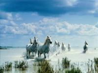 Chevaux Camargue