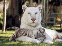 Tigre blanc et son petit