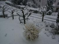 Neige sur forsythia