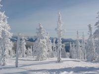 Neige blanche