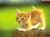 Le chat du 06416