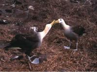 La danse de l'albatros