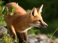 Petit renard
