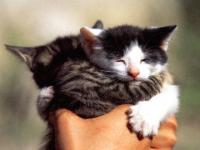 Calin de chatons