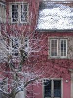 L'arbre dans la cour