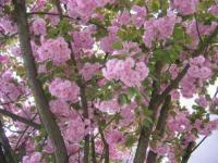 Rose et vert