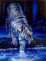 Tigre sur l'eau