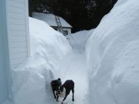 Loulou et Tao hiver 2008