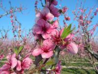 Arbres fleuris