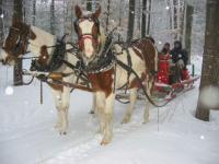 Mes chevaux