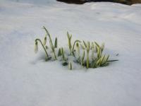 Elles annoncent le printemps