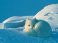 Blanc comme neige