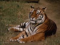 Un tigre au repos