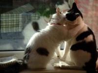 St-Valentin...